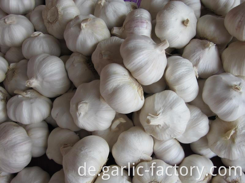 New Crop White Garlic Price in jin xiang